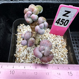 多肉植物盆栽绿植新手花卉 圆滚滚肉肉 一物一拍 整群 腰子蛋小群