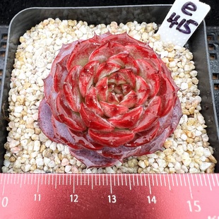 一物一拍 紫石榴 肉肉多肉新手植物盆栽绿植 精控糖心 新品