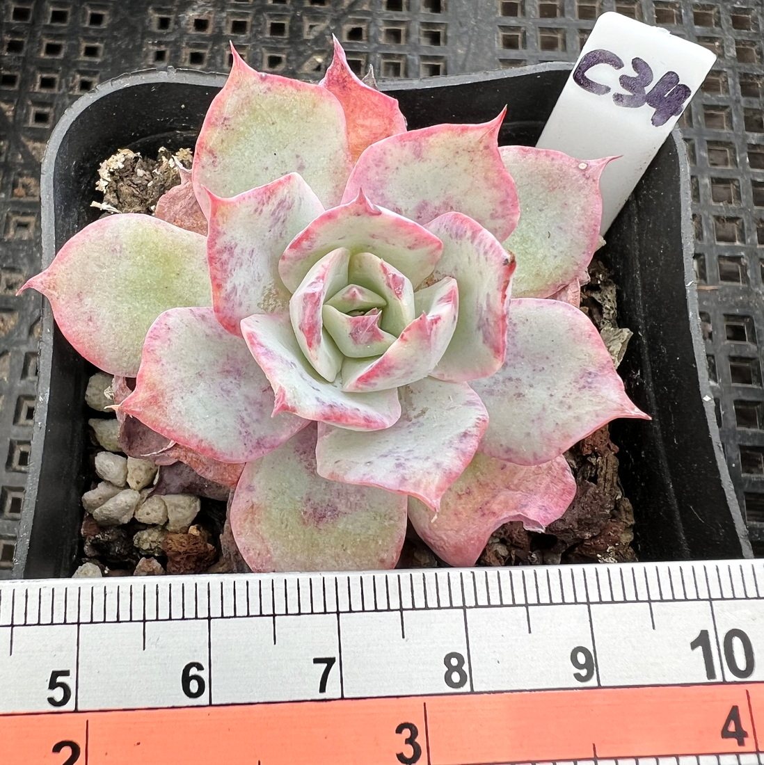 龙赞尼 肉肉多肉植物小盆栽绿植新手花卉 龙赞尼 一物一拍!