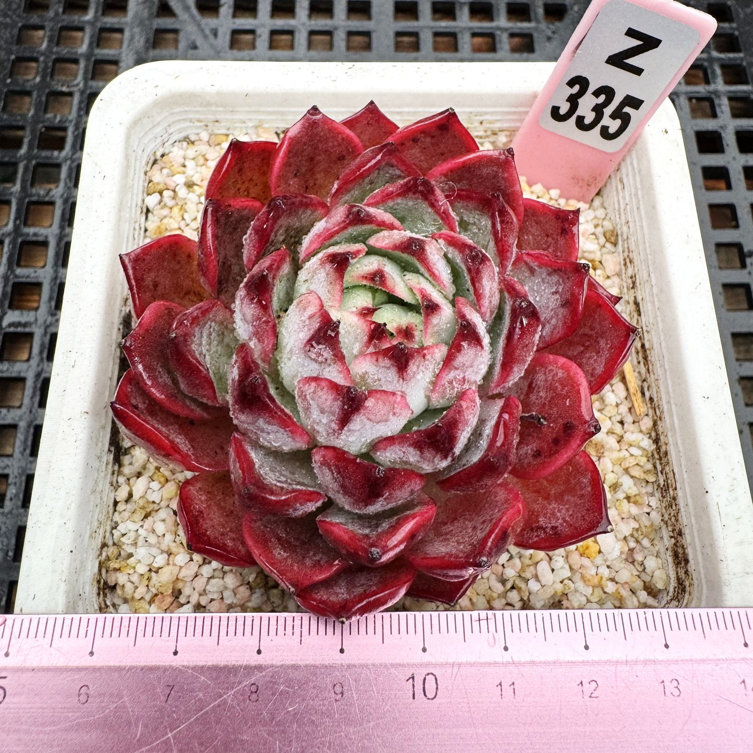 墨隐 超大边线对比强 多肉 肉肉植物盆栽肉肉 一物一拍 10cm盆,鲜花速递/花卉仿真/绿植园艺,多肉植物,淘宝优惠券,粉丝福利购,淘宝优惠卷