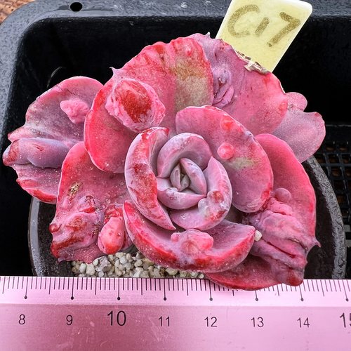 雨滴锦肉肉多肉植物小盆栽