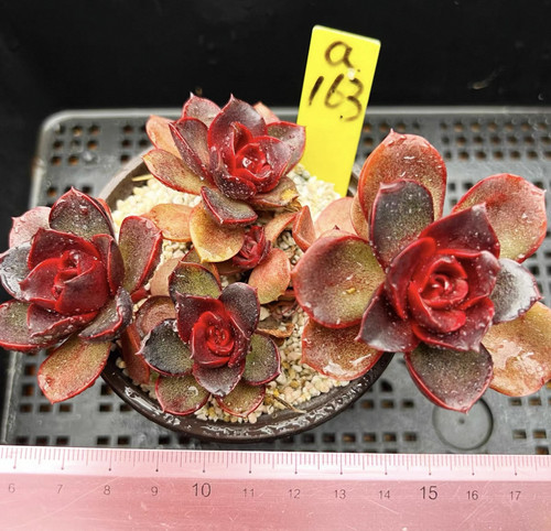 红灯韩货肉肉多肉植物