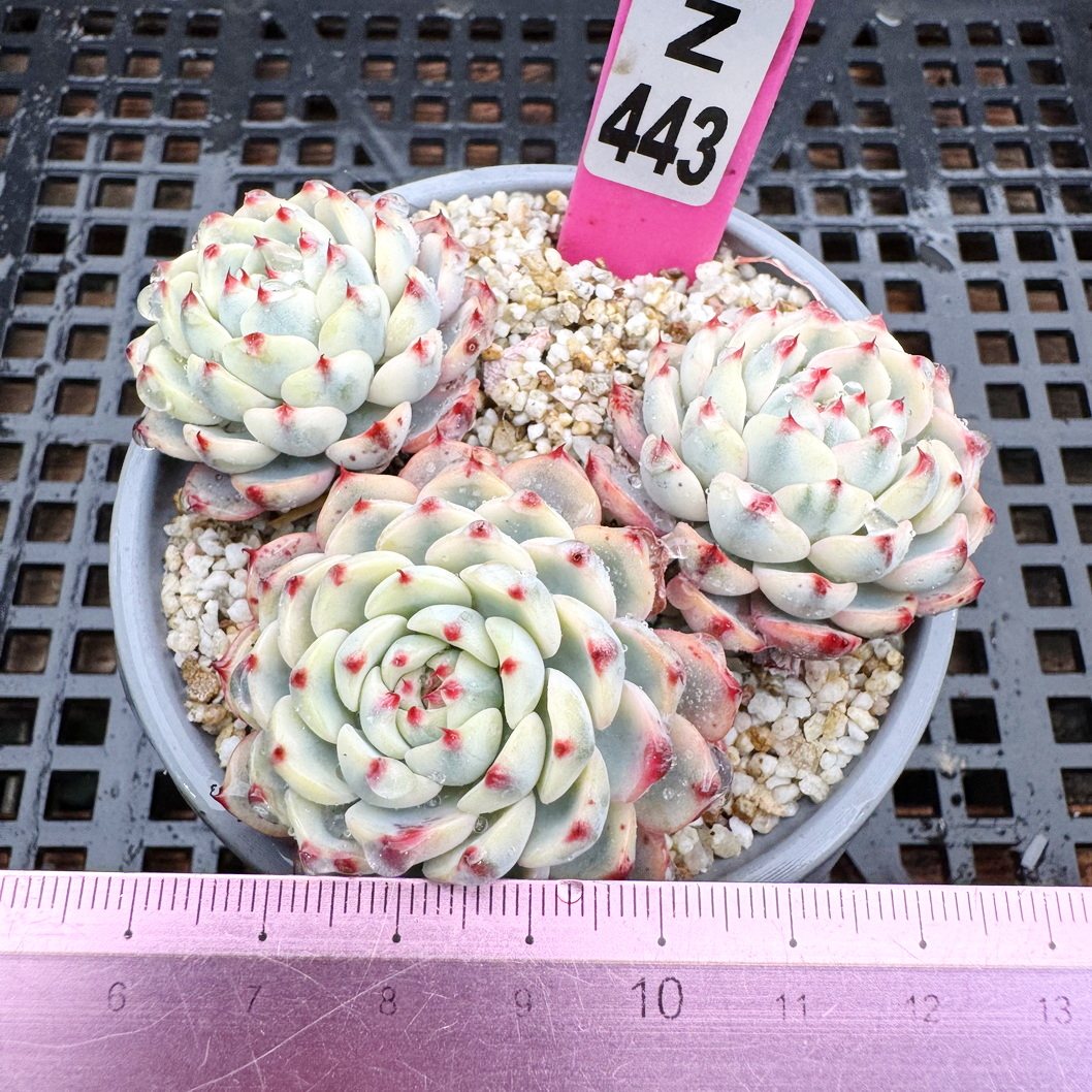 姬莲锦 砍头群 肉肉 多肉植物 覆轮锦 绿植新手  一物一拍！9cm盆