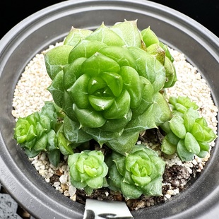 绿水鬼 珍妮多肉植物肉肉盆栽绿植花卉新手一物一拍 暗纹 果冻