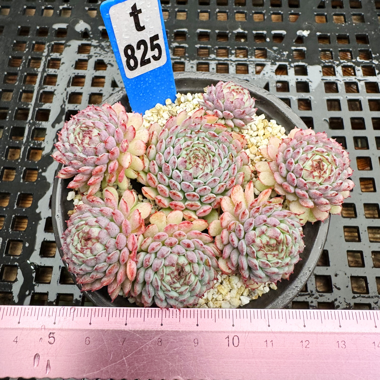 小红衣 老版 肉肉多肉植物小盆栽绿植新手花卉一物一拍 !