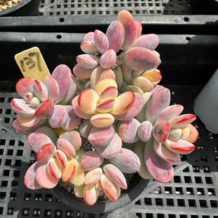 乒乓福娘锦 覆轮锦带锦 肉肉多肉植物一物一拍 晾根4~5天 砍头群