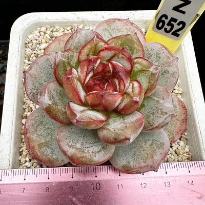 豆蔻肉肉多肉植物小盆栽