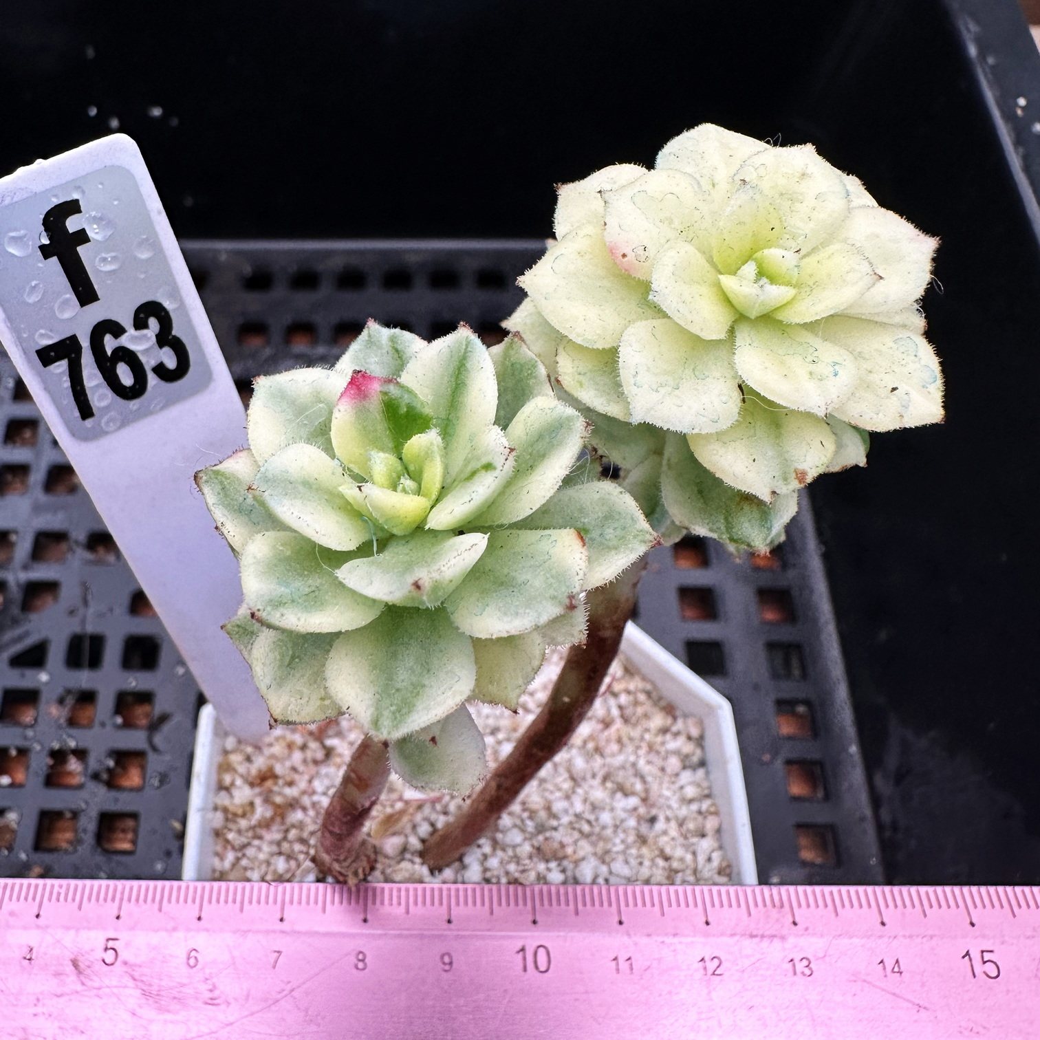 蒂亚锦 多肉 覆轮锦 多肉植物 盆栽 肉肉  一物一拍! 带锦6cm盆