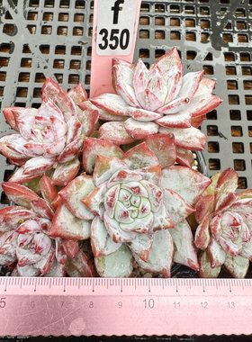 粉蓝鸟群生老桩多肉植物