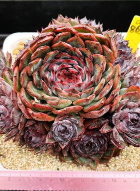 蓝色妖姬 母本老桩群  孤品特选  肉肉多肉植物盆栽 一物一拍！