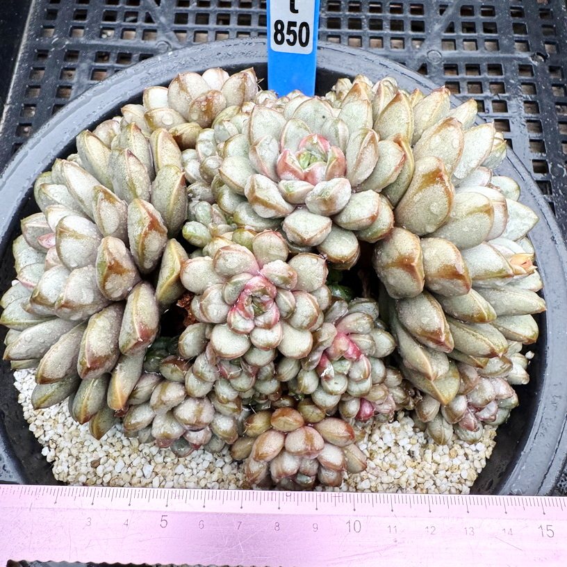 葡萄 老桩砍头群肉肉多肉植物小盆栽绿植新手花卉 9cm盆 一物一拍