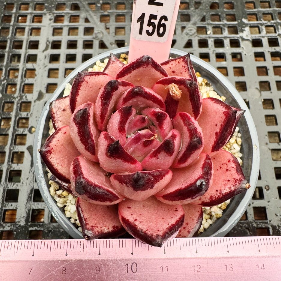 血罗 肉肉多肉植物小盆栽绿植新手花卉 6cm盆一物一拍！