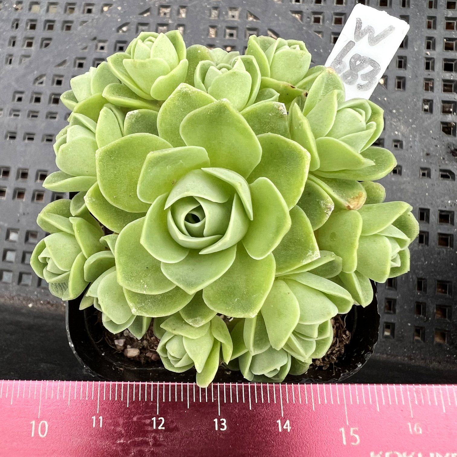 山地玫瑰 翡翠球 多肉植物肉肉盆栽新手一物一拍(已休眠)