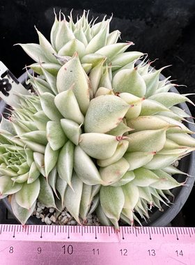 银星锦长睫毛锦稀有品种多肉