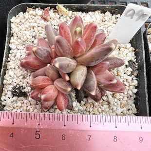 乌拉克拉 9cm盆 暗纹肉肉多肉植物小盆栽绿植新手花卉一物一拍