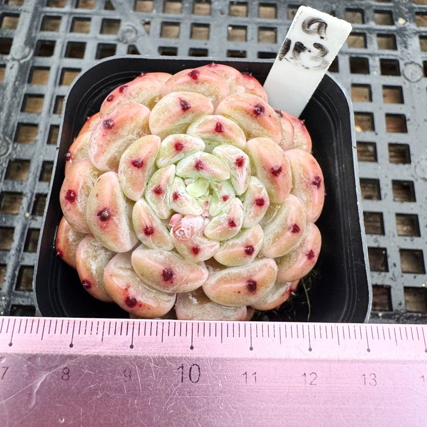 雪爪 爪系多肉 肉肉多肉植物小盆栽绿植新手花卉一物一拍 6cm盆