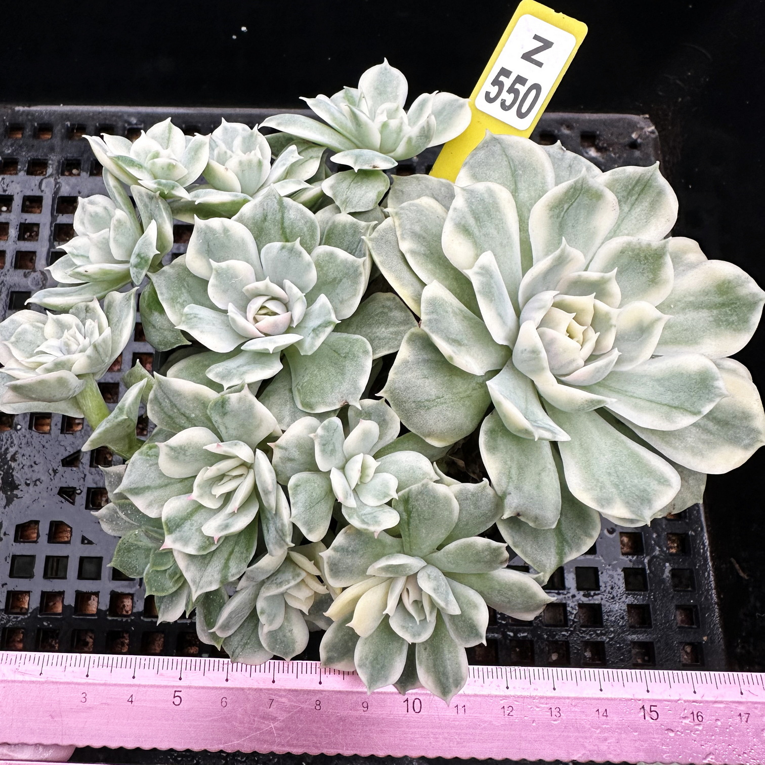 昂斯洛锦肉肉多肉植物