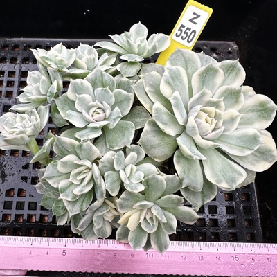 昂斯洛锦肉肉多肉植物