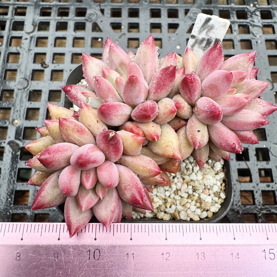 金鱼姬车厘子多肉植物一物一拍图片
