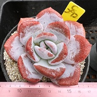 雪天使精控肉肉多肉植物小盆栽