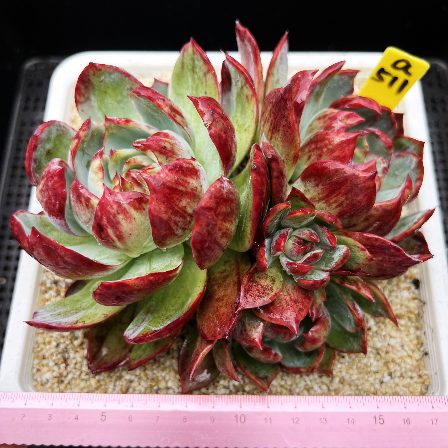 惊鸿仙子  终极母本老桩18cm盆孤品特选多肉植物盆栽肉肉一物一拍