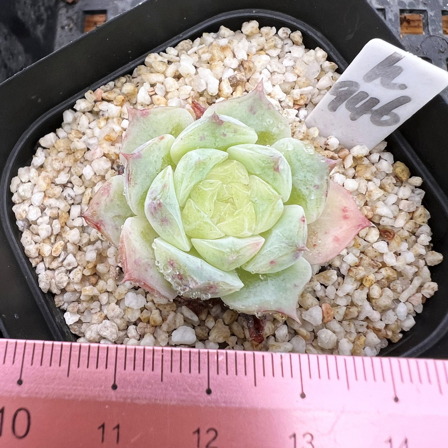 草莓沙冰 糖心肉肉多肉植物盆栽绿植新手花卉 一物一拍冰透 暗纹