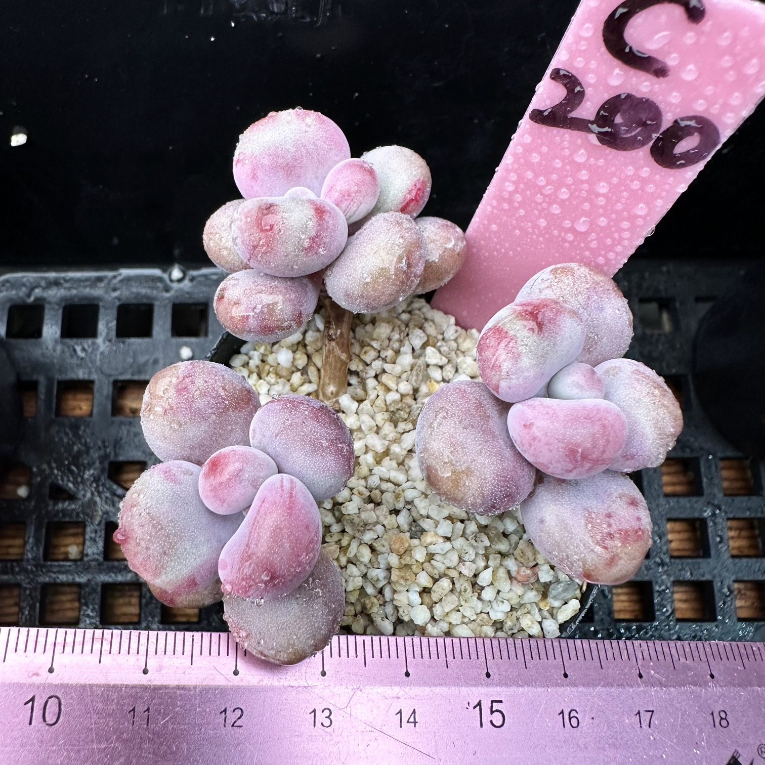 桃蛋 小老桩 肉肉多肉植物小盆栽绿植花卉 一物一拍！
