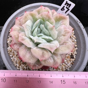 9cm盆一物一拍 多肉植物盆栽肉肉新手绿植覆轮锦 泡泡纱裙 正版