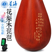 Bắc Kinh Xinghai 琵琶 8912 gỗ hồng mộc trục gỗ gụ trục chuyên nghiệp chơi chấm điểm nhạc cụ - Nhạc cụ dân tộc