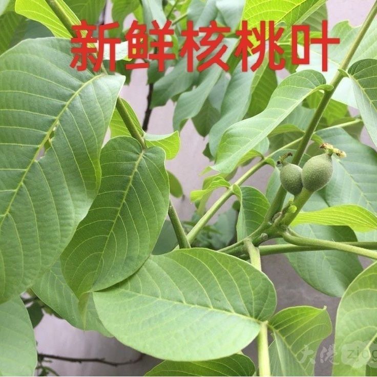 核桃叶野生新鲜核桃叶现采叶子清香无污染包邮散装青核桃叶图片