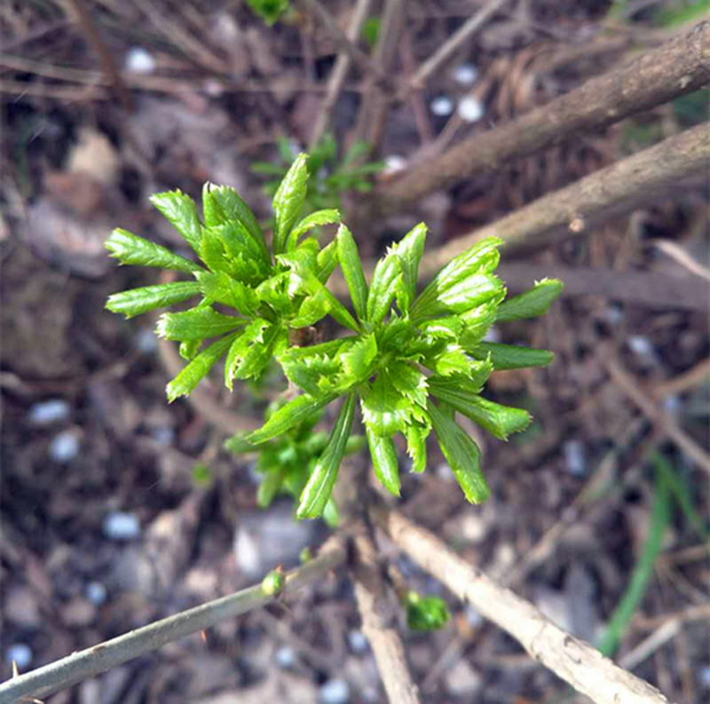 （京东快递）甘肃特色新鲜野菜五叶菜类