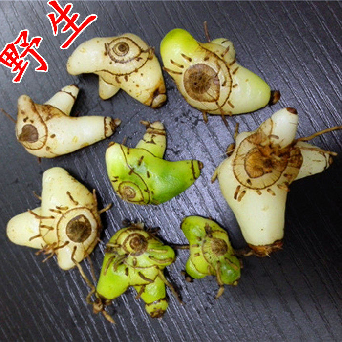 鲜白芨 三叉紫花 大白及 叉叉 白芨 中药材苗 白芨苗 可种植