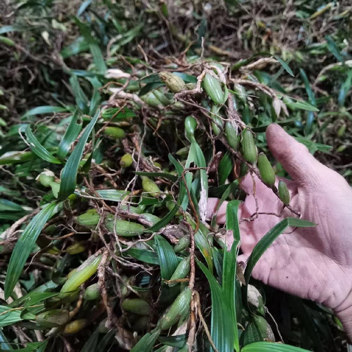 双叶大果石橄榄新鲜 硬叶大果石橄榄 石仙桃 果上叶500g 10斤包邮 传统滋补营养品 其他药食同源食品 原图主图