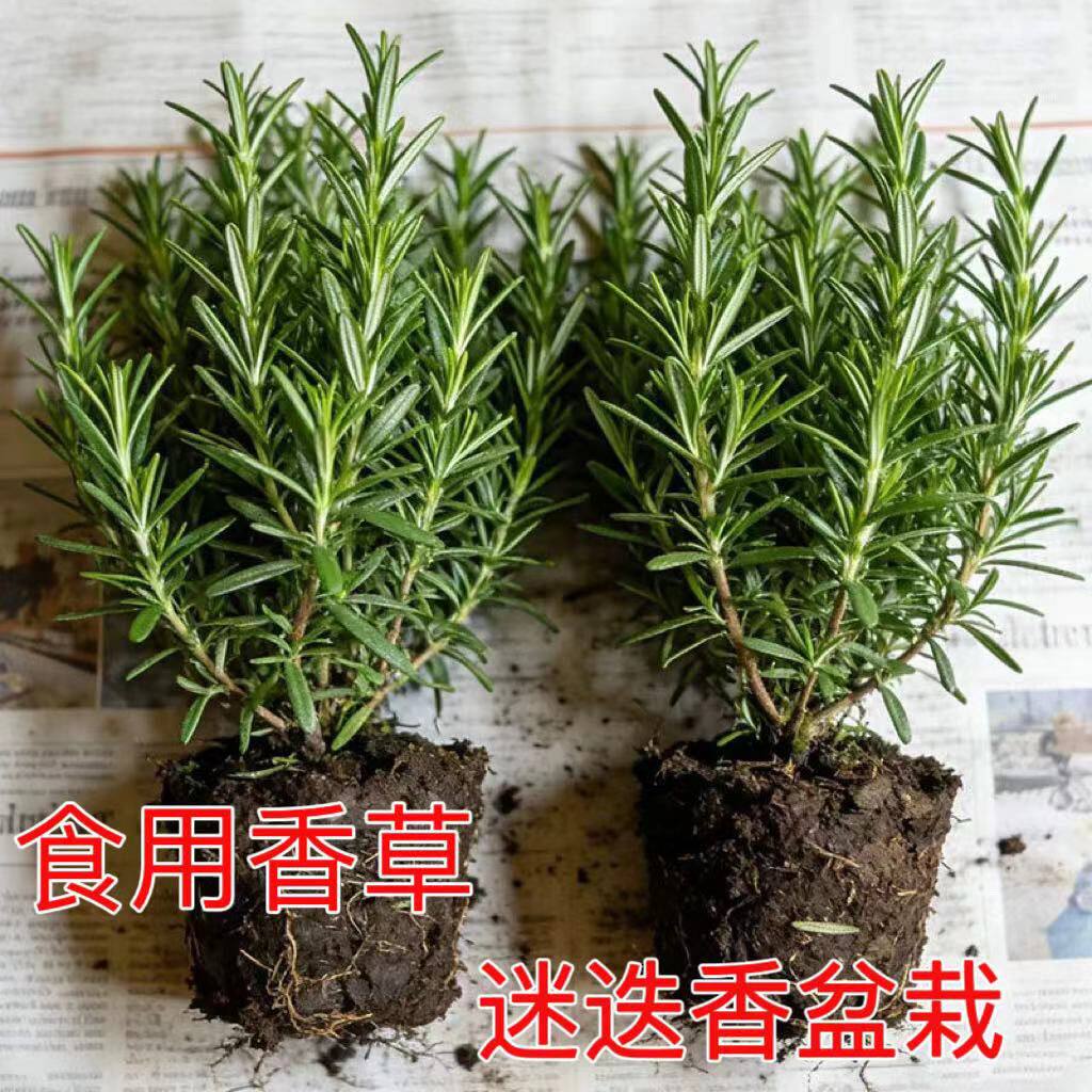 可食用驱蚊净化空气迷迭香盆栽