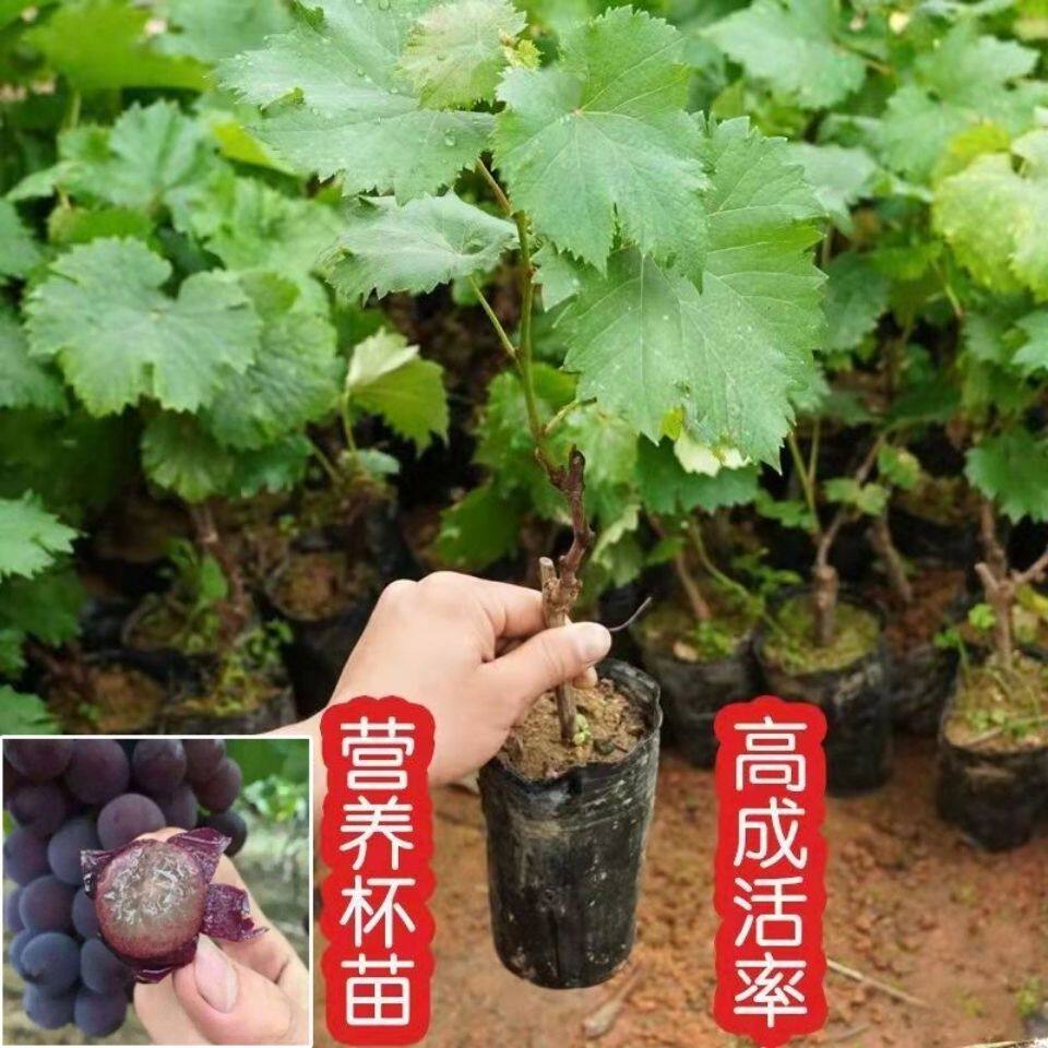 四季种植巨峰葡萄盆栽地栽
