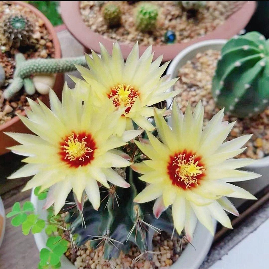 实生龙王仙人球开花多肉植物