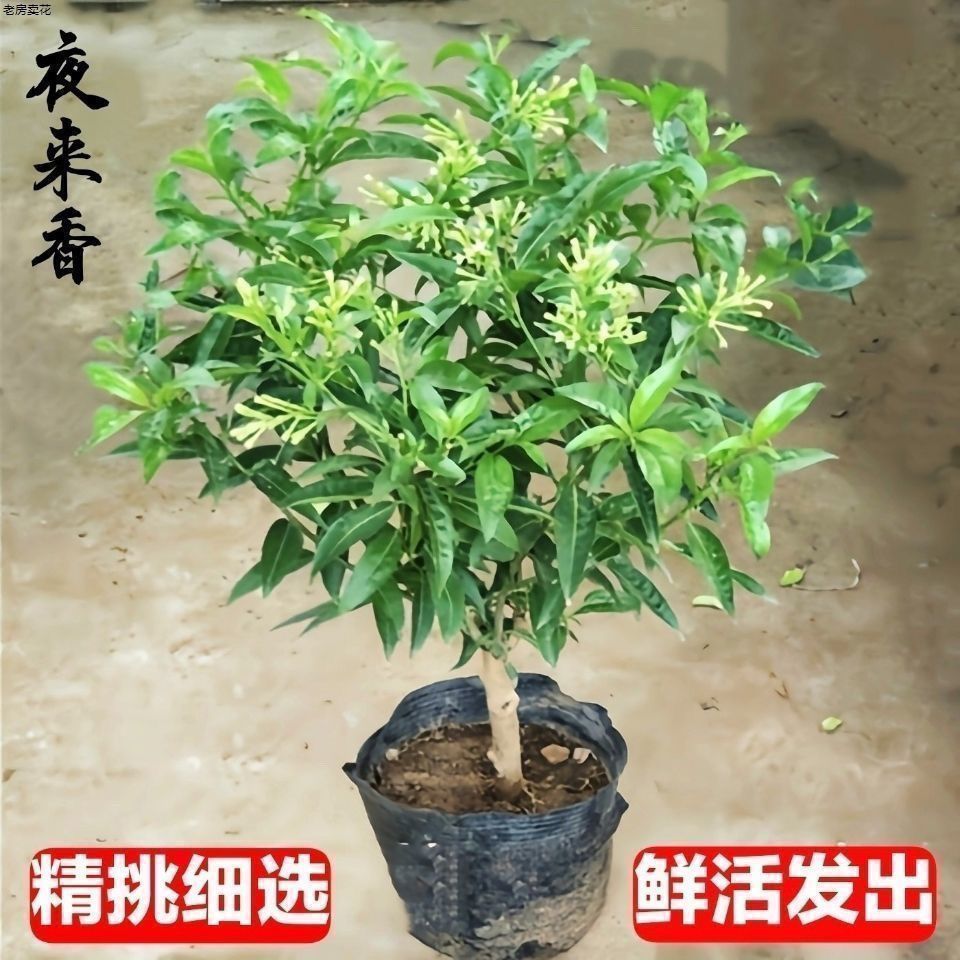 夜来香盆栽浓香型花卉