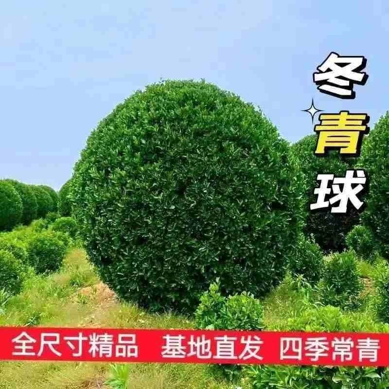 大叶黄杨冬青球四季常青耐寒