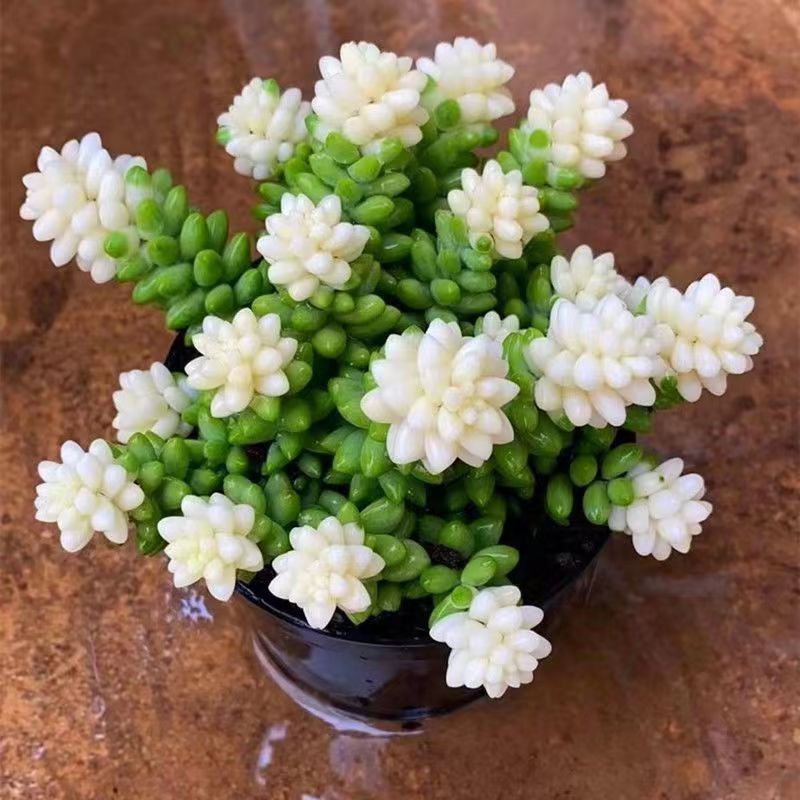 可爱盆栽多肉植物雪花玉坠