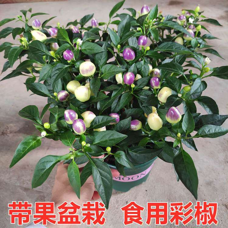 可食用五彩椒盆栽带果四季好养