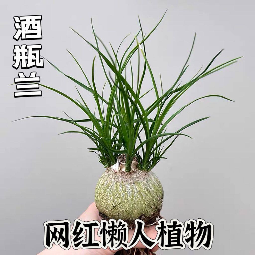 多头酒瓶兰大口径桌面绿植好养