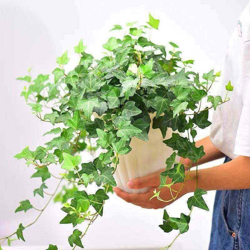 常春藤盆栽阳台绿植吊兰植物