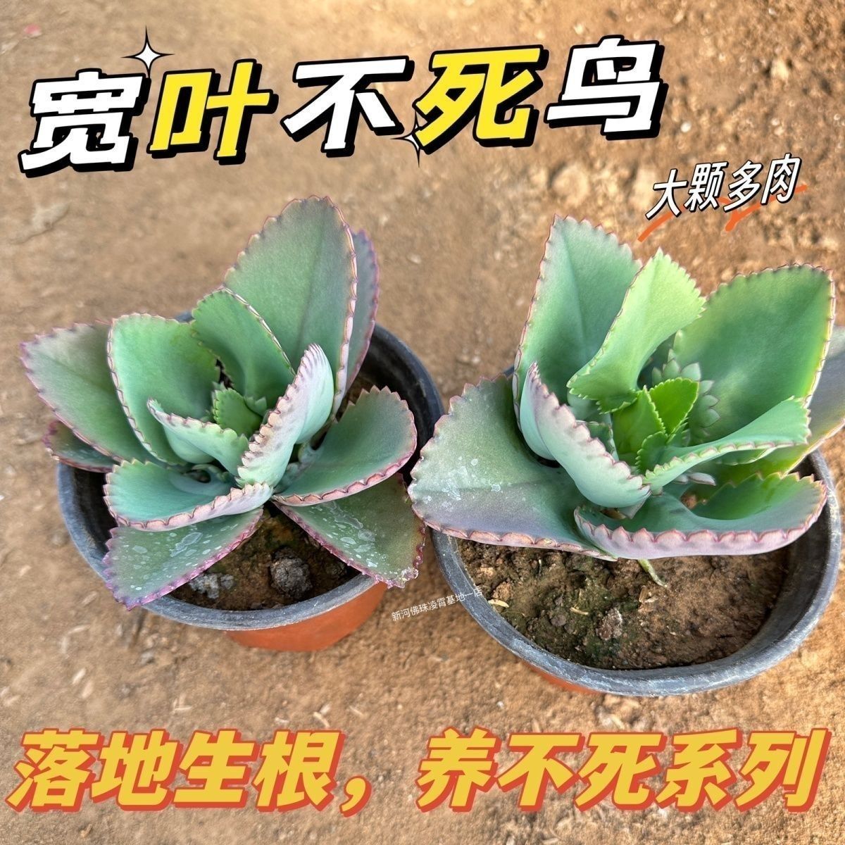 不死鸟多肉植物宽叶不死鸟落地生根公主老桩绿植盆栽花卉室外桌摆