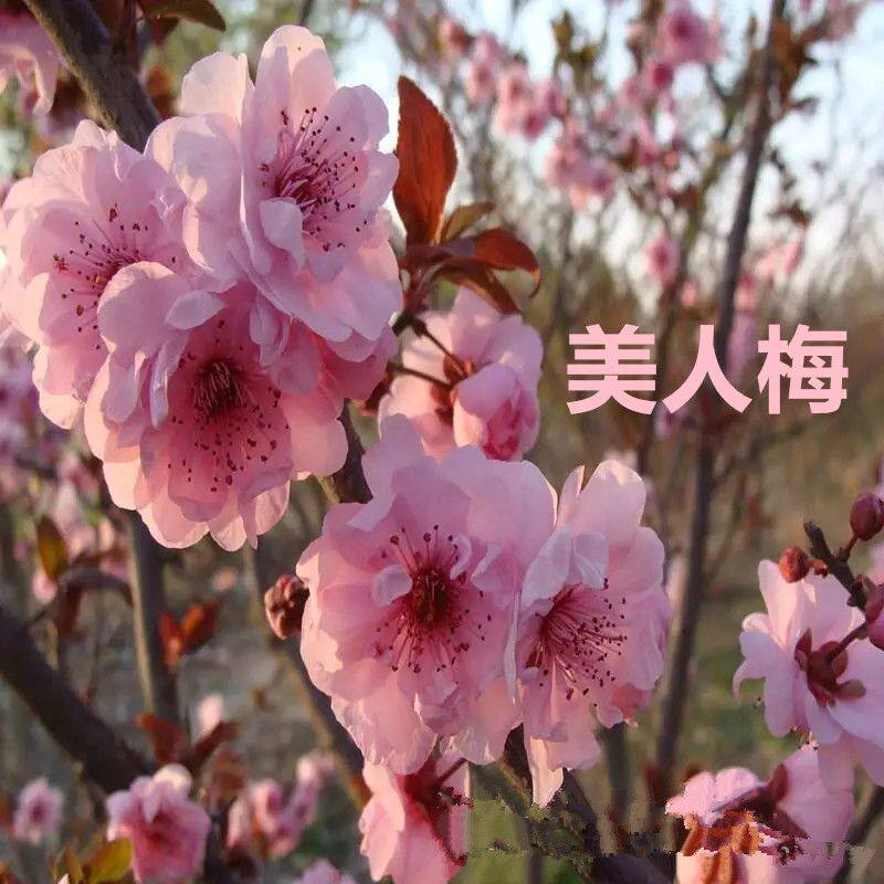 腊梅花苗嫁接素心梅树桩