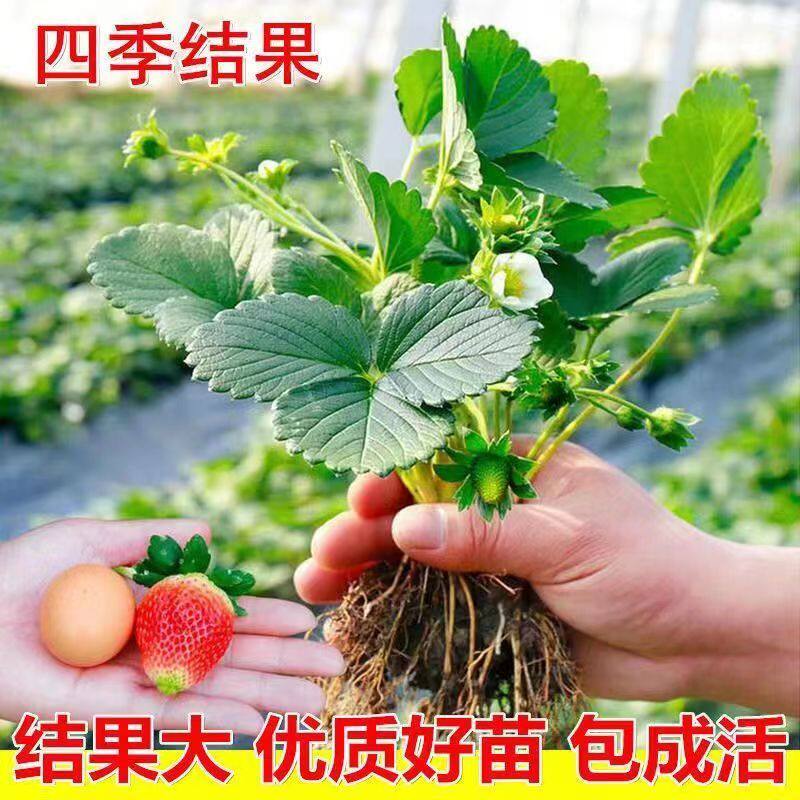 奶油草莓苗盆栽带盆发货