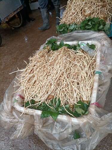 鱼腥草嫩根新鲜现挖折耳根侧耳节节根鱼星草云南昆明市特产1市斤