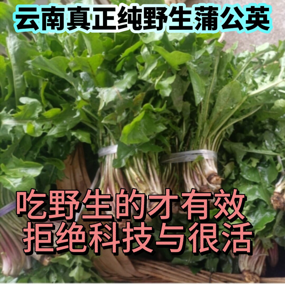 【2026新采】纯野生新鲜蒲公英 云南昆明天然无农残 农民野地自采