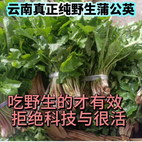 【2026新采】纯野生新鲜蒲公英 云南昆明天然无农残 农民野地自采