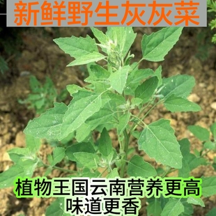新鲜灰条菜野生灰灰菜云南农家时令野生灰灰菜产地直销包邮