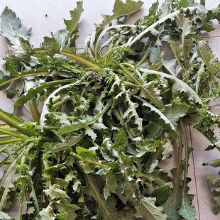 曲麻菜新鲜野生苦麻菜苗苦菜野菜曲曲菜苣荬菜云南特产蘸酱菜组合